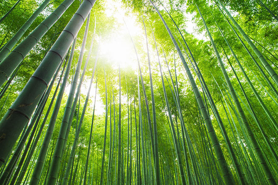 Viool Nevelig gangpad 6 voordelen van bamboe kleding op een rijtje - AllinMam.com